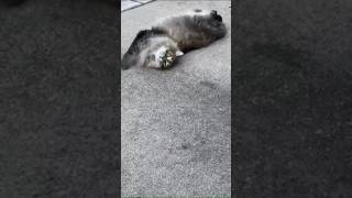 Happy National Pet Day! #shorts #nationalpetday #youtubeshorts #fyp #pet #cat