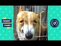 Try Not To Laugh or Grin - Funny Animals Compilation 2018 | Funny Vines