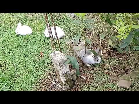 CONEJOS PRODUCCIÓN AL AIRE LIBRE.