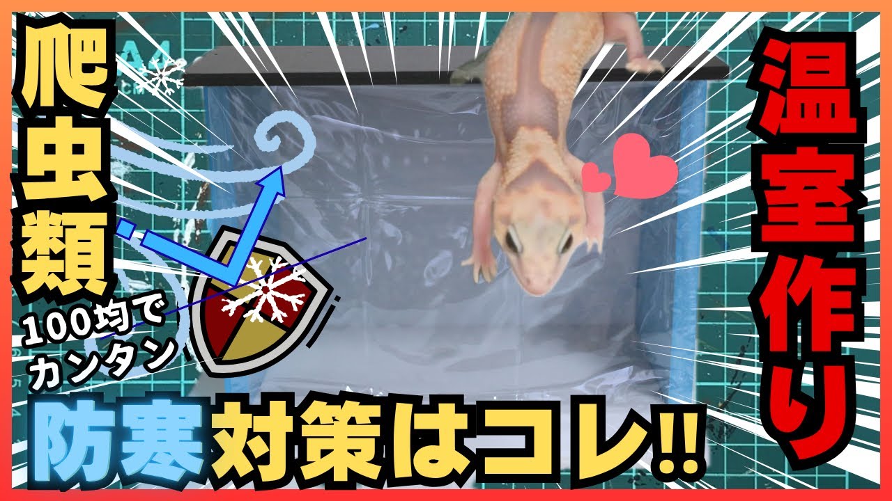 【コレでもう寒くない⁉︎】100均商品で爬虫類用温室作り #爬虫類 #温室作り #100均 #diy #ニシアフ #防寒対策 #ペット #家族 #趣味部屋 