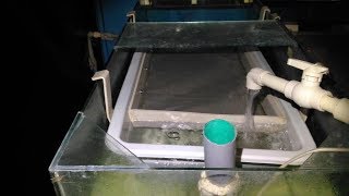 :        ! Incubation of roe and hatching of larvae of catfish