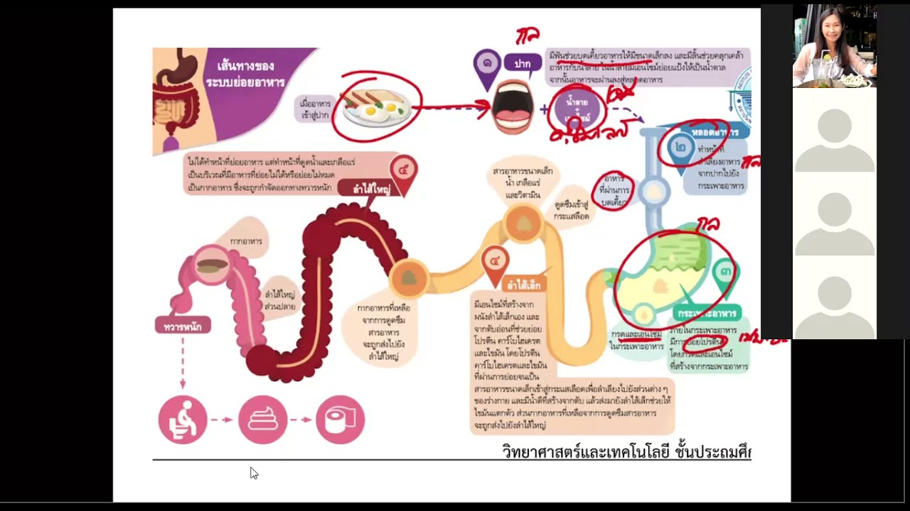 ทบทวน\u0026แบบฝึกหัดระบบย่อยอาหาร