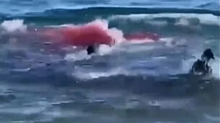 This Swimmer Was SPLIT IN TWO By a Great White Shark