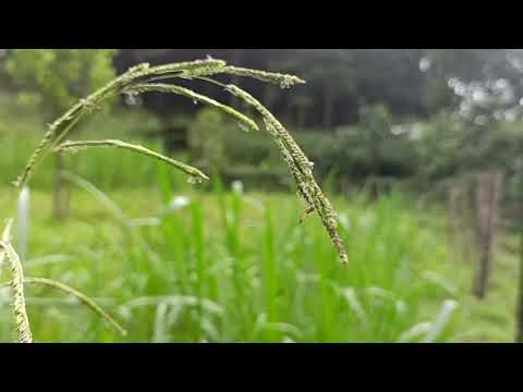 Video: Kev Kawm Ua ntej rau haiv neeg penny-farthings ua ib feem ntawm ' alternative calendar