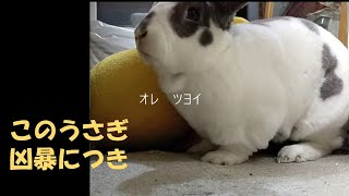 今日も強いうさぎ　#うさぎ　#rabbit　#レッキス　#rex #シロチャ