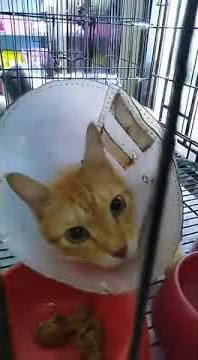 Sepi ngga ada kamu nak