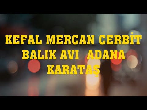 KEFAL MERCAN CERBİT BALIK AVI ADANA KARATAŞ