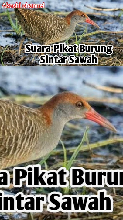suara pikat burung sintar sawah