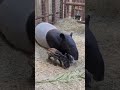 ZooTampa welcomes endangered Tapir calf