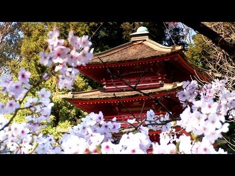 Video: Nakupujte „Sakura“. Květiny, Zboží Pro Zahradu A Zeleninovou Zahradu. SPb, Sv. P. Herman, 17