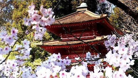 Zen Garden - Cherry Blossoms, Mindfulness, Relaxat...