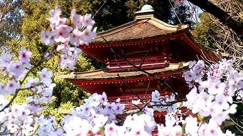 Thumbnail of Zen Garden - Cherry Blossoms, Mindfulness, Relaxation & Meditation - 50 minutes