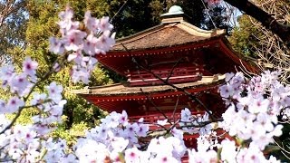 Zen Garden  Cherry Blossoms, Mindfulness, Relaxation & Meditation  50 minutes