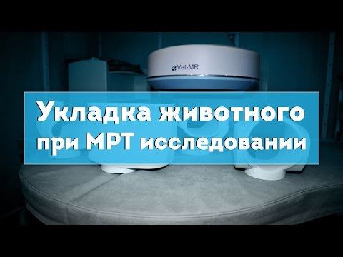 Видео: Как МРТ может помочь вашей собаке