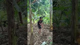 Download Lagu Merawat pohon singkong #shorts #shortvideo #fyp #lucu #comedy #funny #hiburan MP3
