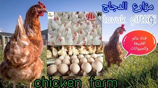 جولة سريعة داخل مزارع الدجاج حول العالم tavuk çiftliği Chicken farms