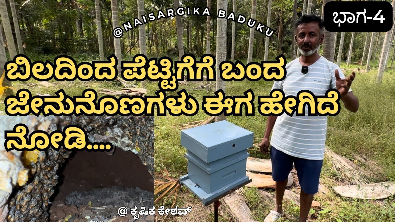 ಬಿಲದಿಂದ ಪೆಟ್ಟಿಗೆಗೆ ಬಂದ  ಜೇನುನೊಣಗಳು ಈಗ ಹೇಗಿದೆ  ನೋಡಿ | #savehoneybees #honeybee |Part-4🇮🇳💛❤️