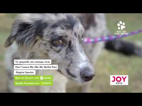 Βίντεο: «Συμβουλές σε ιδιοκτήτες σκύλων των οποίων τα κατοικίδια λαμβάνουν ΜΣΑΦ»