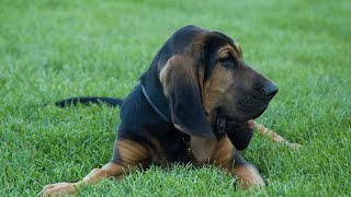 Uncovering the Intelligence of the Bloodhound: What Makes This Breed Special?