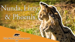 WATCH Serval Companions Phoenix, Nunda, and Lizzy || The Wildcat Sanctuary