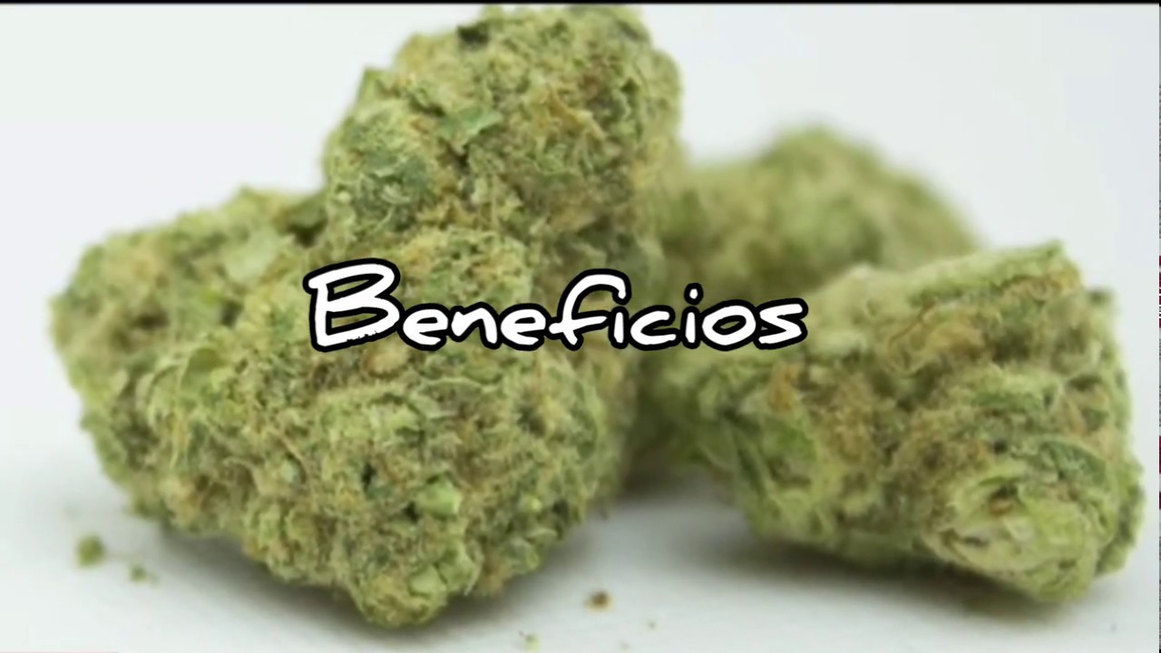 la zkittlez Strain En Español Reseña De Marihuana Cannabis