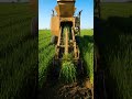 Giant Garlic Harvester Working in Field 🚜 Farming Action