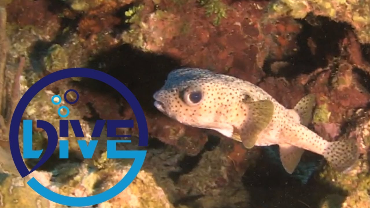 The porcupine puffer fish prefers a peaceful start to the week! YouTube