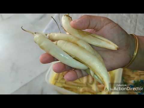 Sun dried chillies (ఊరమిరప