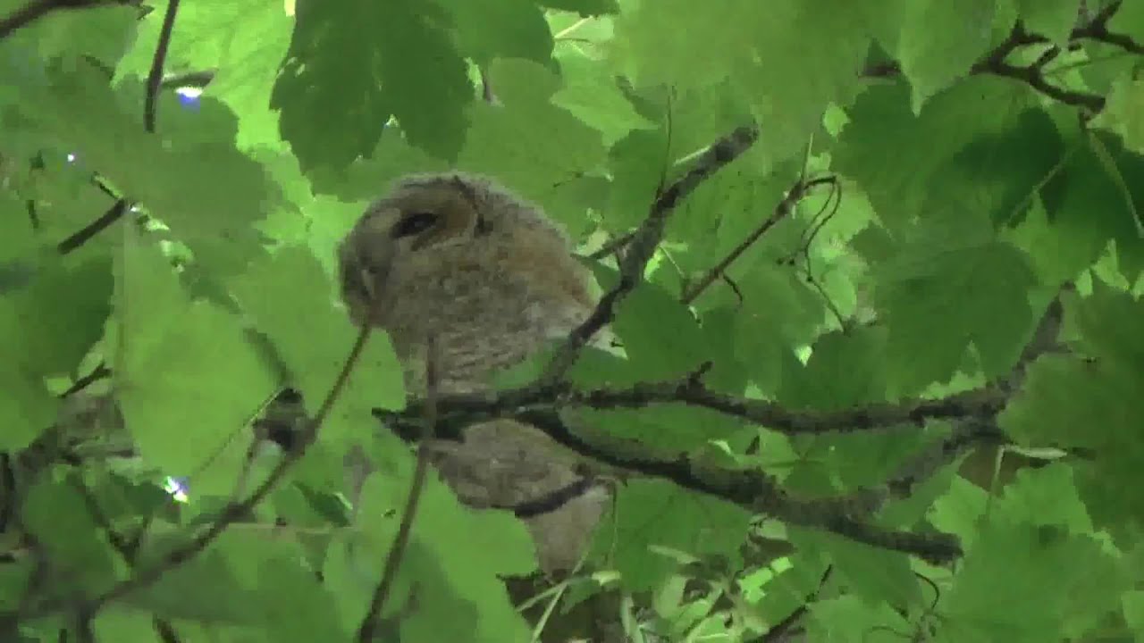Tawny owlet