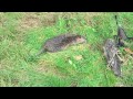 Chasse au ragondin avec une baikal 222 remington nutria hunting