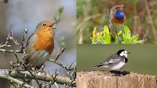 VOGELGELUIDEN: Eén uur Zingende Vogels met hun naam, 27 soorten