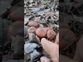 Грибы МАСЛЯТА в чернолистнике, ОСЕННИЙ СБОР ГРИБОВ #shorts