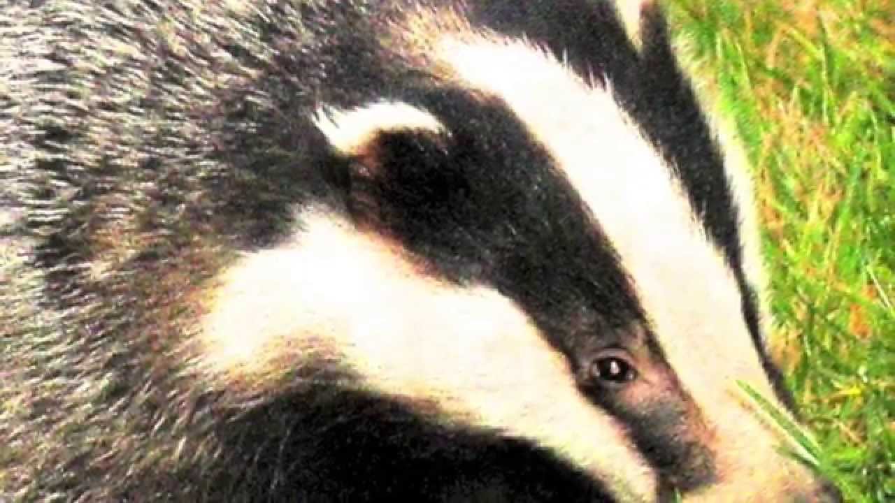 what does it mean when you call someone badger