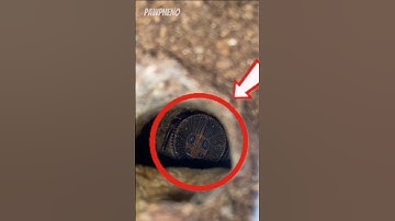 If you ever see this on the ground... Run! #shorts