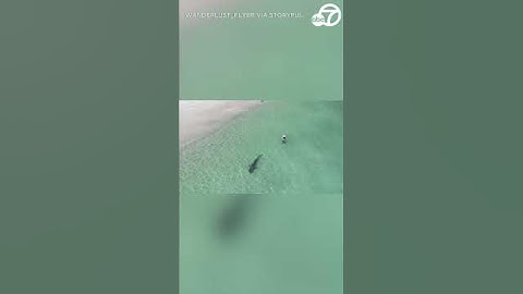 Drone shows shark coming close to swimmers at Western Australia beach