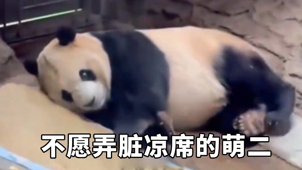 大熊猫睡觉盖被子，萌二正要入睡看到自己脏脏的皮大衣，不忍心弄脏凉席，醒了还会学习奶爸把被子叠好！