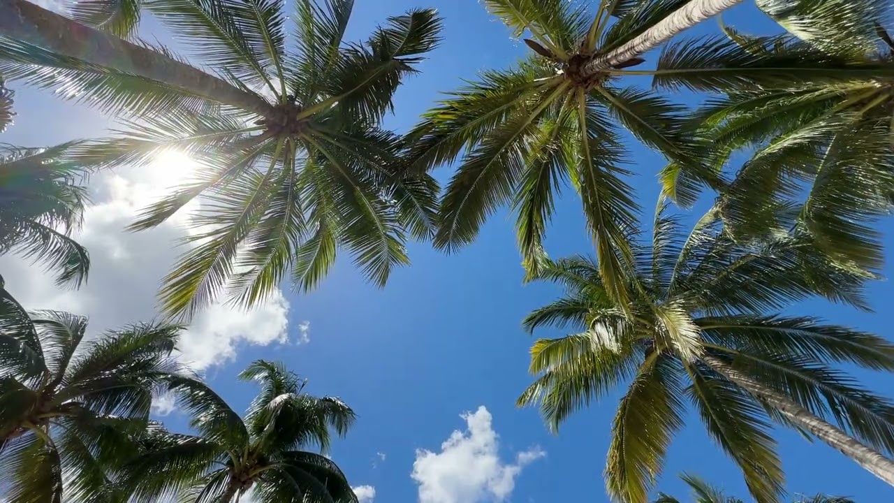 Caribbean Palm Trees in Sunlight Looking Upwards Stock Footage 
