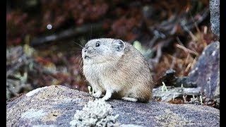 エゾナキウサギが冬支度