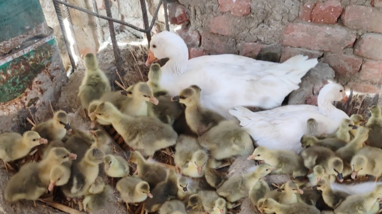 الكنز المنتظر فقس بيض الوز كلوا وانا وقف علي السطح اتصدمت من المنظر الله اكبر 😮😮😮