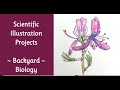 Scientific Illustration Projects ~Backyard Biology