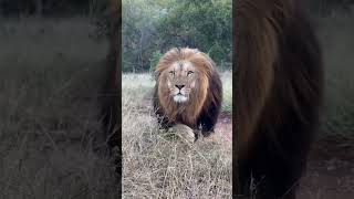 When the King Spots His Prey. Witness the raw power of a lion in the wild. Nature at its finest.