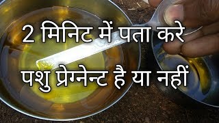 गाय भैस ग्याबिन ठहरी या नहीं घर पर कैसे पता करे cow or buffalo pregnency test at home