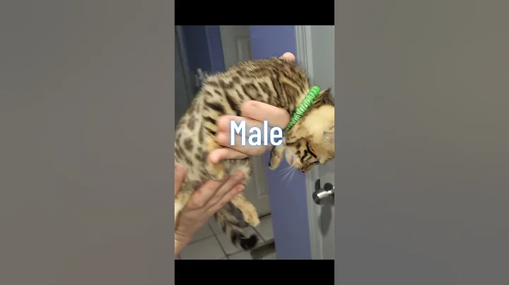 Video 10267791: bengal cat breed, bengal cat family