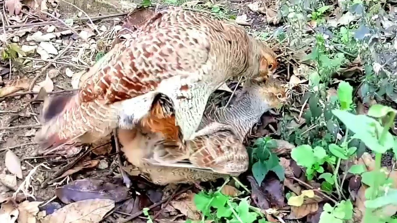 Teetar breeding | Dakhni teetar breeding season | Teetar