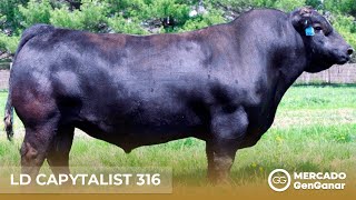 Video: Embrión Angus Coleman 5239 - Ld Capytalist 316