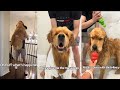 Golden Retriever Gets A Spaw Day の動画、YouTube動画。