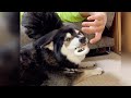 雑に扱われた柴犬の態度が怖すぎた…。