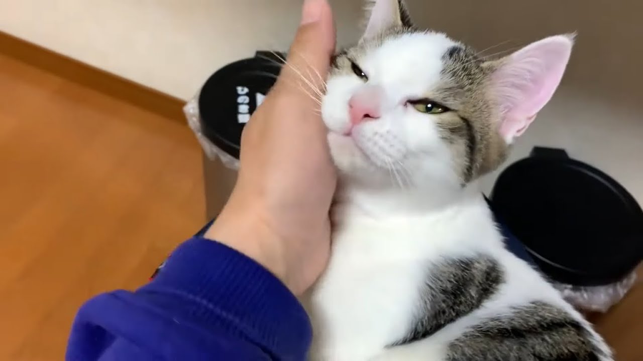 乗っ て 上 くる 猫 に