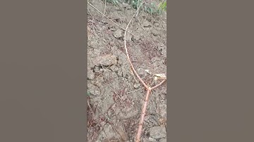 nej saib peb khawb qos ntoo nawb