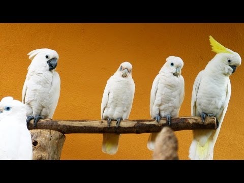 Vídeo: Diferença Entre Cockatoo E Cockatiel